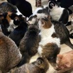 Unleash Secrets to SEO Success at the Paws Live Stream - Free Access, Top Experts, and a Heartwarming Cause!